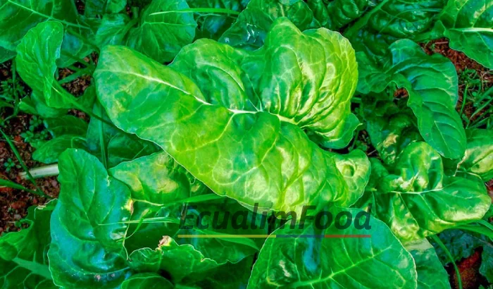 Spinach IQF