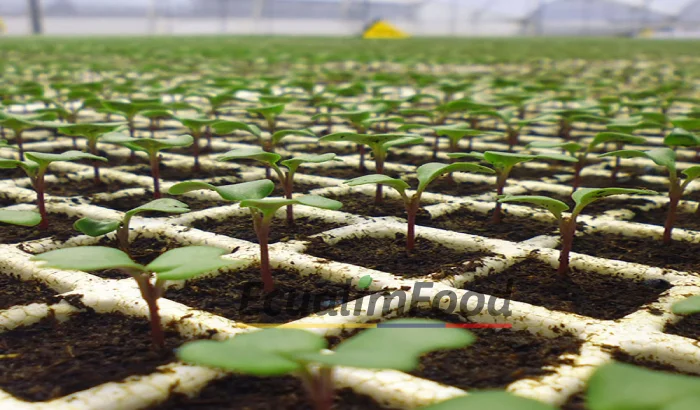 Seedling